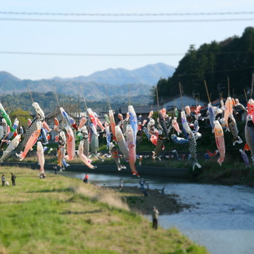 0140 松江市八雲町 鯉のぼり