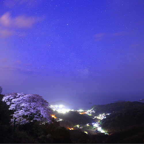 0142 松江市 天狗桜