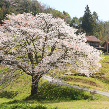 1162 浜田市三隅町 井川の一本桜