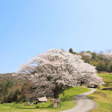 1166 浜田市三隅町 井川の一本桜