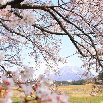 1432 大山と桜
