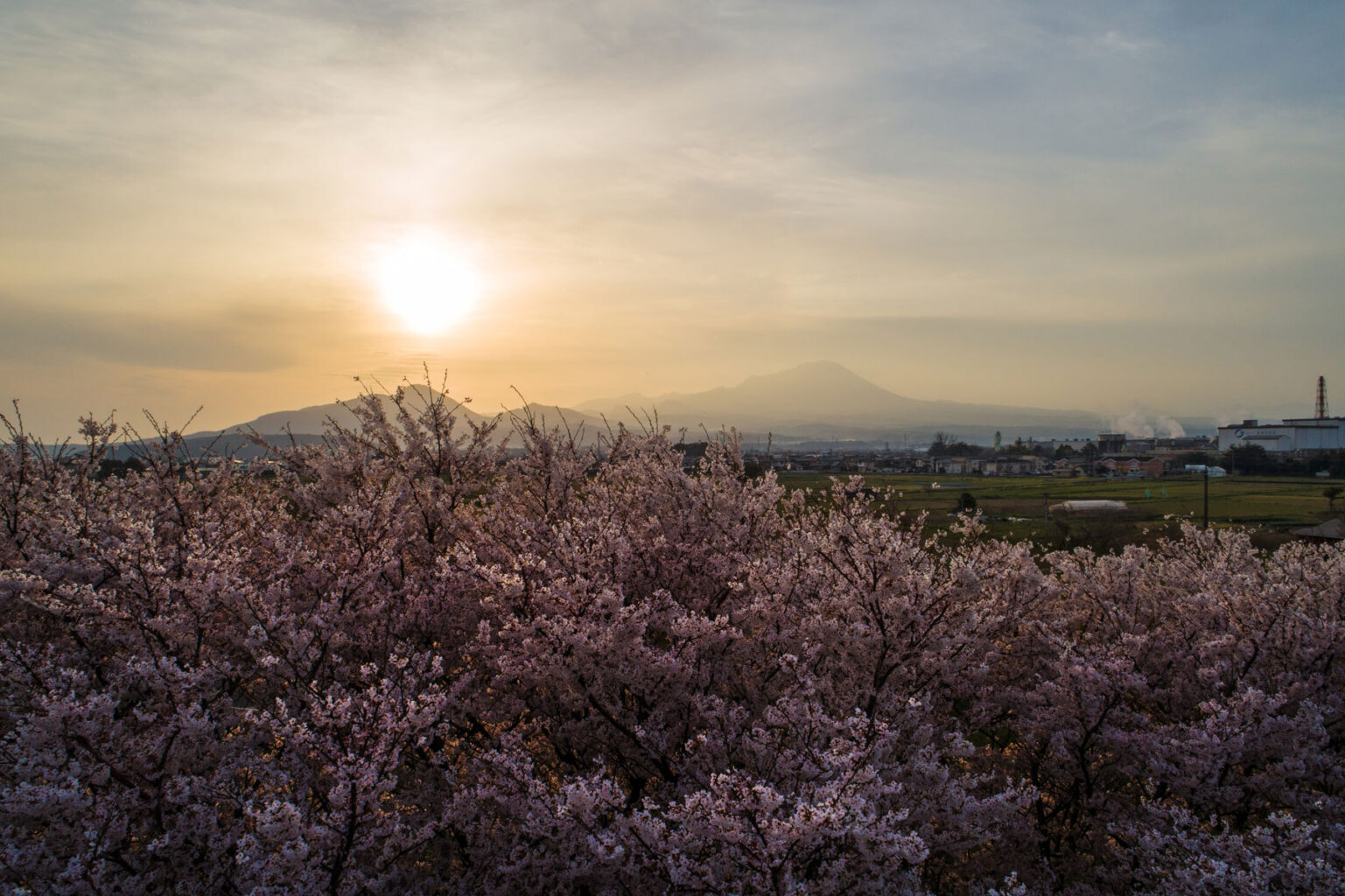 1441 日吉津村 日吉津の桜堤 FRAME
